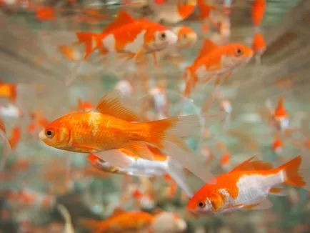 Fish nem nőnek, miért nem szaporodnak a halak, az utódok, a várható élettartam, meddőség