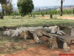 Safari Park - taigan - (Lions Park - taigan -), egy útmutató, hogy a Krím-félszigeten