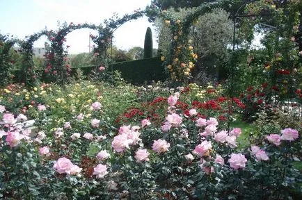 Rose și Rose Garden Princess Grace din Monaco