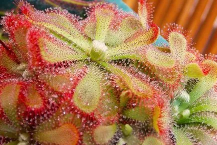 Harmatfű (Drosera) ragadozó, húsevő növényfajt fotók, otthoni gondozást