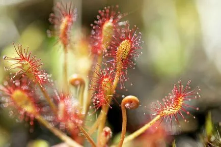 Росянка (Drosera) хищнически, хищни растителни видове снимки, грижи у дома