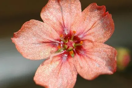 Harmatfű (Drosera) ragadozó, húsevő növényfajt fotók, otthoni gondozást