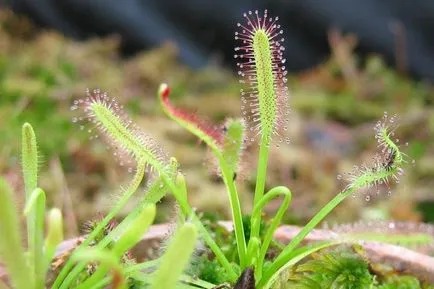 Harmatfű (Drosera) ragadozó, húsevő növényfajt fotók, otthoni gondozást