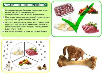 Българските играчки териер снимки, гладка мазилка, цена, Хранене, имунизации като