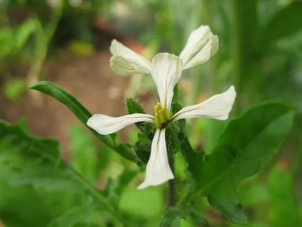 Rucola - deschide bogăția de buruieni fină, eco-bum