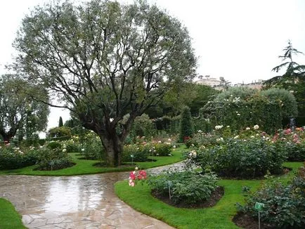 Rose și Rose Garden Princess Grace din Monaco