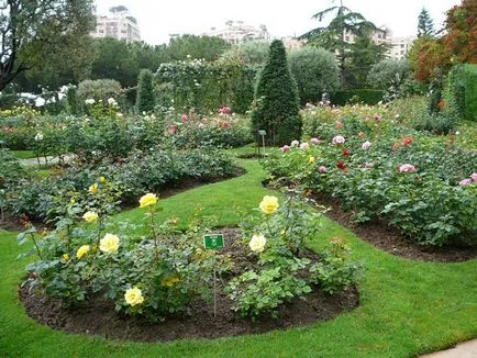 Rose și Rose Garden Princess Grace din Monaco