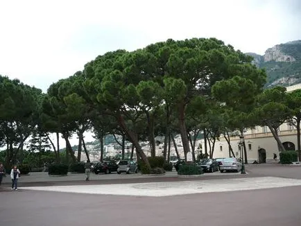 Rose és a Princess Grace Rose Garden Monaco