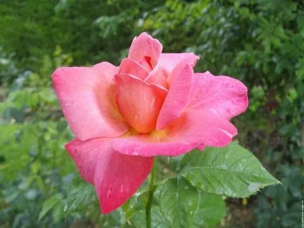 Rose și Rose Garden Princess Grace din Monaco