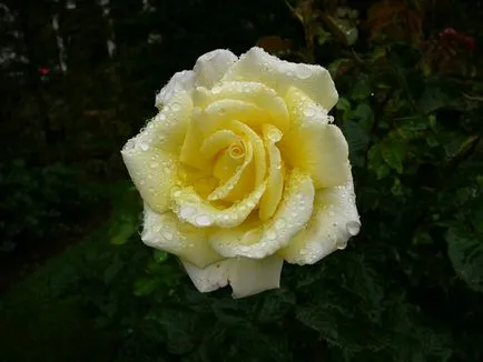 Rose și Rose Garden Princess Grace din Monaco