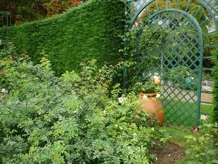 Rose și Rose Garden Princess Grace din Monaco