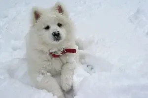 îngrijire câine Samoyed