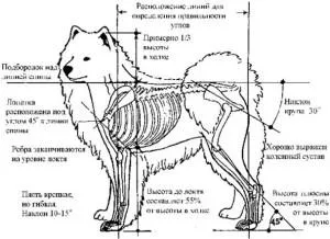 Samoyed, clubul național al raselor nordice de sanie