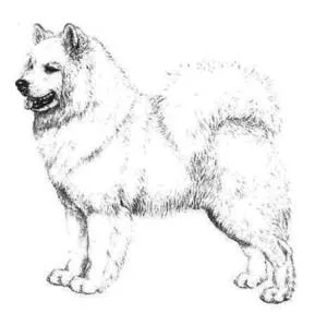 Samoyed, clubul național al raselor nordice de sanie