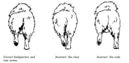 Samoyed, clubul național al raselor nordice de sanie