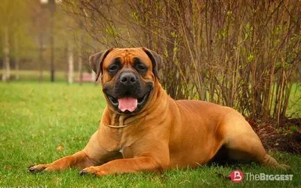 Câinii mai periculoase din lume, top 25 de rase de câini periculoase