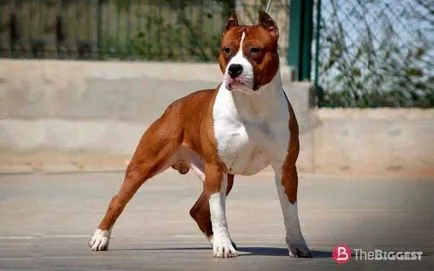 Най-опасни кучета в света 25-те най-опасните породи кучета