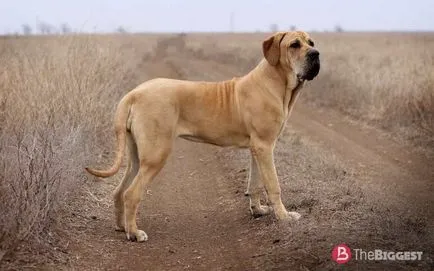 Câinii mai periculoase din lume, top 25 de rase de câini periculoase