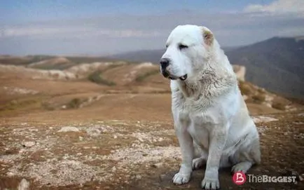 Câinii mai periculoase din lume, top 25 de rase de câini periculoase