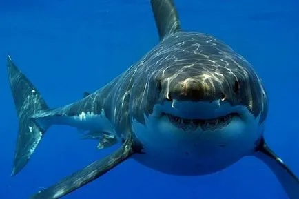 Най-голямата акула в света - снимка сувенир