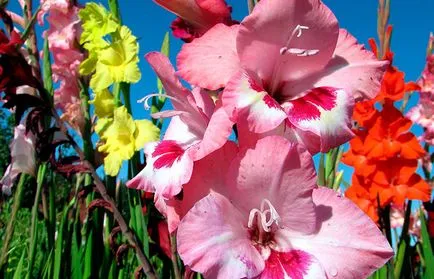 secretele de gladiole