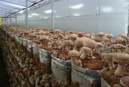 Shiitake - în creștere la domiciliu și ciuperci reglementările de colectare