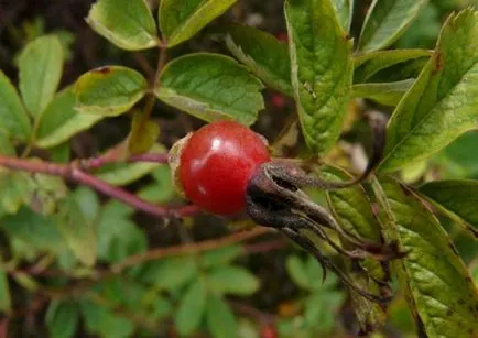 Rosa Canina (Roza Kanina) néz, megkülönböztetni leírás gyógynövény, koncentrátum,