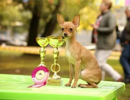 Cățeluși de Terrier-ul (jucărie română) cumpăra de la Moscova