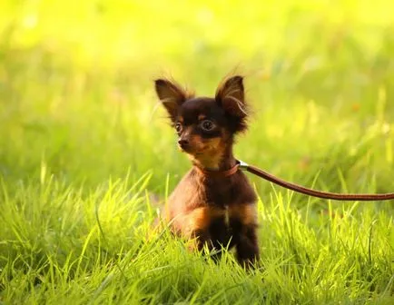 Kölykök a terrier (magyar játék) vásárolni Moszkvában