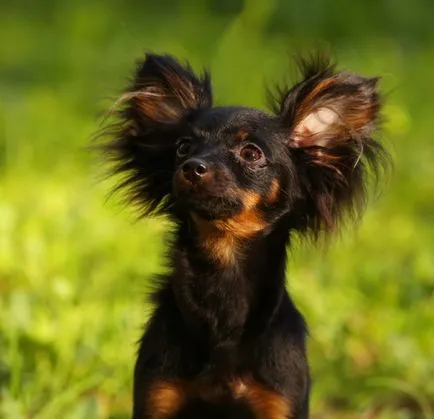 Cățeluși de Terrier-ul (jucărie română) cumpăra de la Moscova