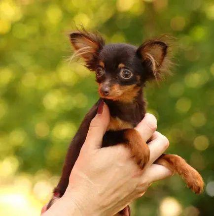 Cățeluși de Terrier-ul (jucărie română) cumpăra de la Moscova