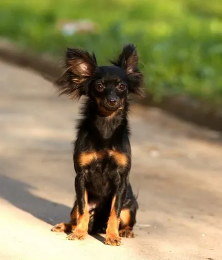 Cățeluși de Terrier-ul (jucărie română) cumpăra de la Moscova