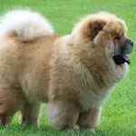 Dog Chow Chow снимка и цената, колко струва, описание, история на произход, мнения, добродетели и