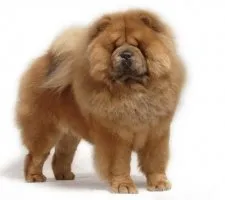 Dog chow-chow descriere rasă, fotografii, cățeluși preț comentarii