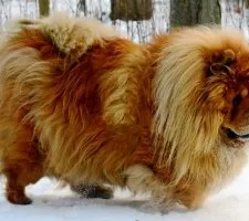 Dog chow-chow descriere rasă, fotografii, cățeluși preț comentarii