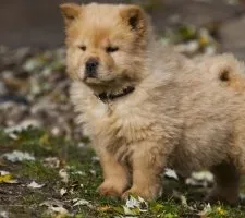 Dog chow-chow descriere rasă, fotografii, cățeluși preț comentarii