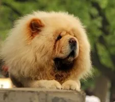 Dog chow-chow descriere rasă, fotografii, cățeluși preț comentarii