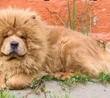 Dog chow-chow descriere rasă, fotografii, cățeluși preț comentarii