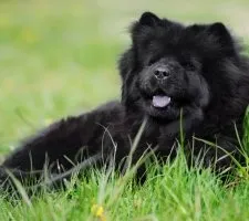 Dog chow-chow descriere rasă, fotografii, cățeluși preț comentarii