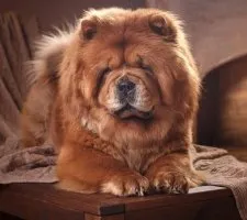 Dog chow-chow descriere rasă, fotografii, cățeluși preț comentarii