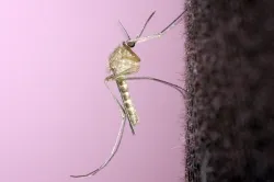Hány él szúnyog