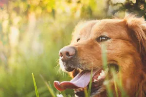 accident vascular cerebral de căldură solară și la animale - Centrul de uz veterinar