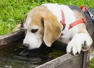 accident vascular cerebral de căldură solară și la animale - Centrul de uz veterinar