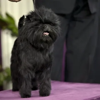 Câine rasa Affenpinscher (maimuta Pinscher), getpet