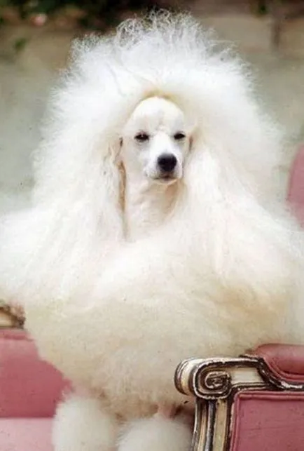 Kutyák, akiknek szükségük van valami köze a frizura (10 fotó)