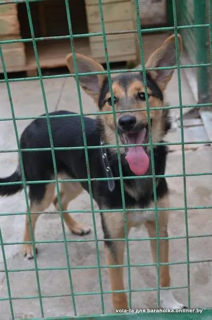 Sos! În Minsk usypalke la Gursky, 42 de cuști pentru câini