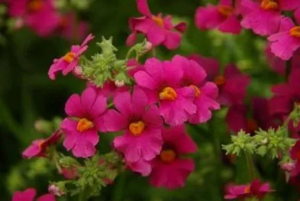 plantare și îngrijire Nemesia foto