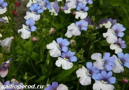 Nemesia цвете