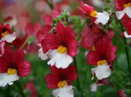 Nemesia снимки и видове, отглеждане и грижи за растенията