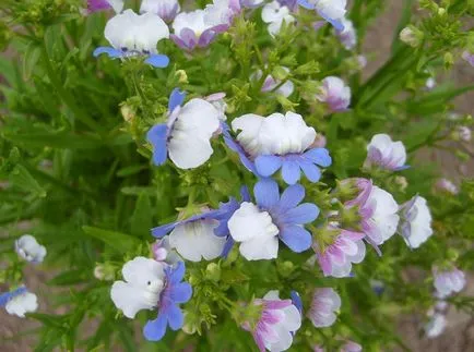 Nemesia снимки и видове, отглеждане и грижи за растенията